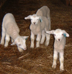 Nyfødte lam