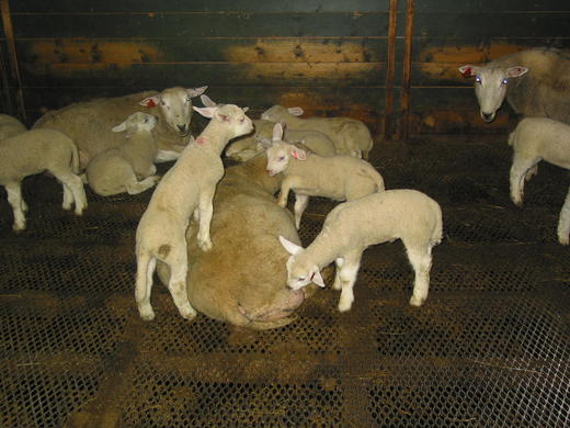 Lammemas