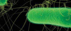 Escherichia coli bakterie