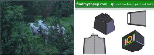 Søye med e-bjelle fra Find my sheep i tillegg til vanlig bjelle. Foto: Find my sheep