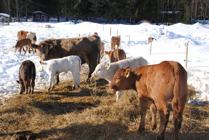 Flotte kalver i vårsola på Søråsen