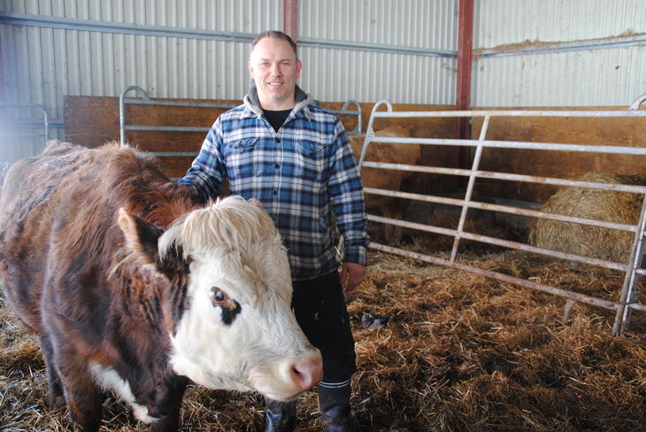 Morten's Martha er ei lita kua og venter derfor kalv etter lettkalveren Pan av Gamkinn.