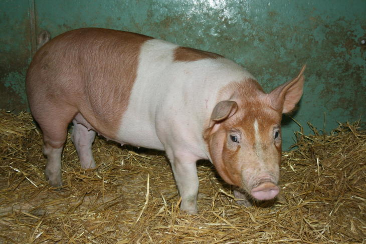 Edelgris
