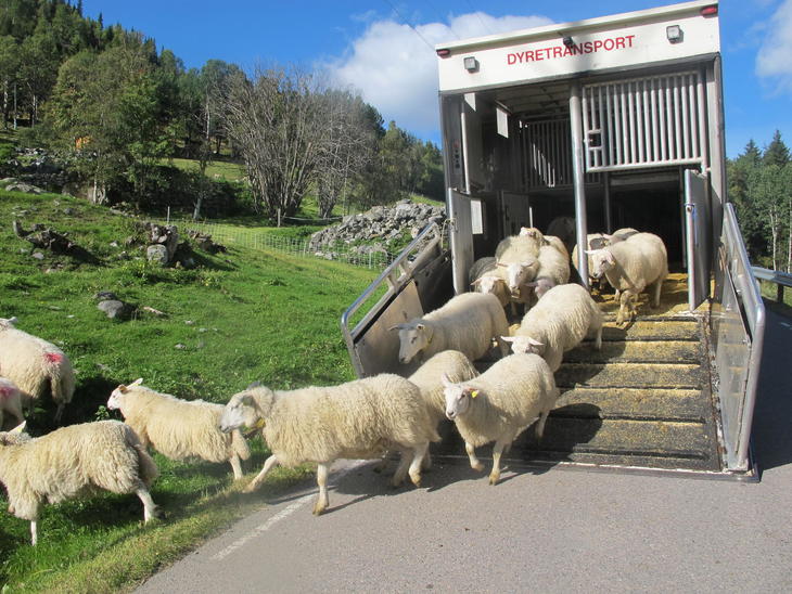 Lam fra beite. Foto: Grethe Ringdal