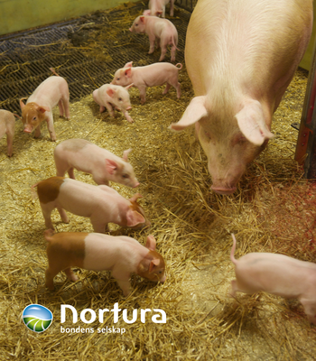 Nortura styrker økonomien for norske svineprodusenter