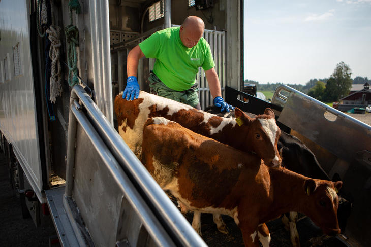 Livdyrtransport av kalv, ut av dyrebil