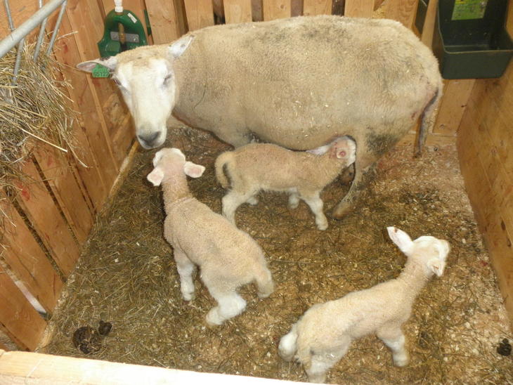 Sau med nyfødte lam