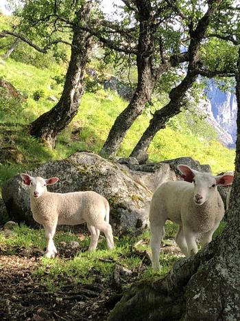 Frodige lam klare for livet på utmarksbeite. Foto: Kari Mørkve Jordalen