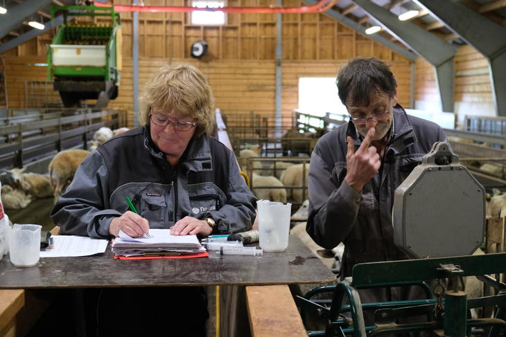 Grethe Ringdal og John Bergerud jobber i fjøset. De veier lam og noterer vårvekt på ei skriveblokk.