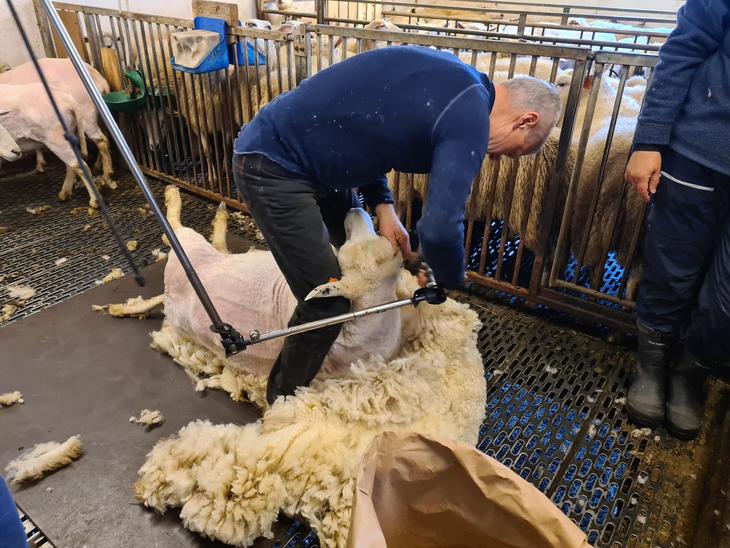 Bilde av saueklipper i arbeid. Han holder en sau og det ligger ull like ved. Vi ser også papirpose for ullhåndtering.