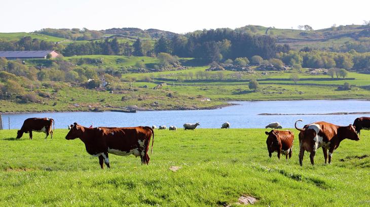 Illustrasjonsbilde fra Ryfylke med storfe og småfe på beite. Foto: Pål Engh/Nortura