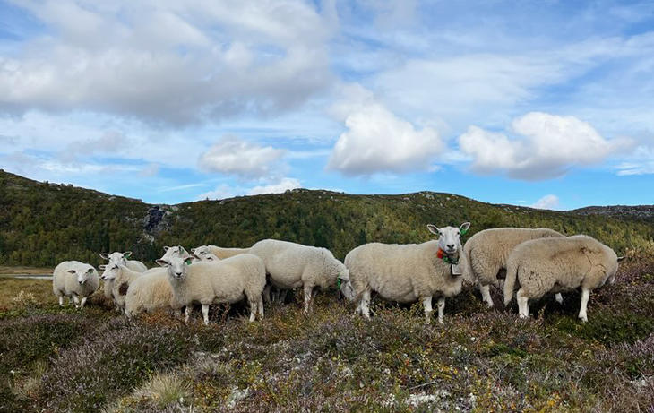 Lam i fjellet. Foto: Grethe Ringdal, Nortura