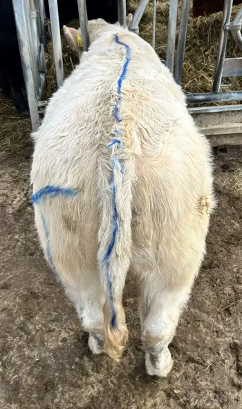 Ungdyr før klipping. Foto: Kjersti Norin, Nortura