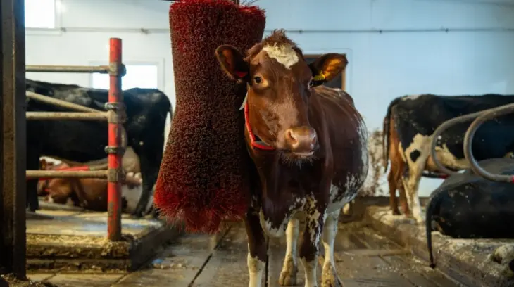 Ku ved roterende børste i fjøset, for bedre komfort og hygiene. Foto: Animalia