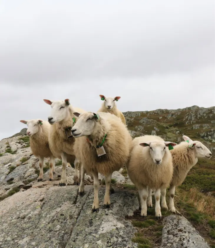 Sau og lam på fjellet. Foto: Grethe Ringdal, Nortura Sau og lam på fjellet. Foto: Grethe Ringdal, Nortura