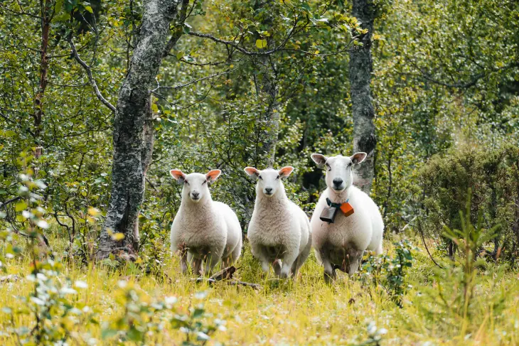 Søye og lam, klare for å koma heim etter ein lang og fin sommar i utmarka. Foto: Linn Hege Engen Søye og lam, klare for å koma heim etter ein lang og fin sommar i utmarka. Foto: Linn Hege Engen