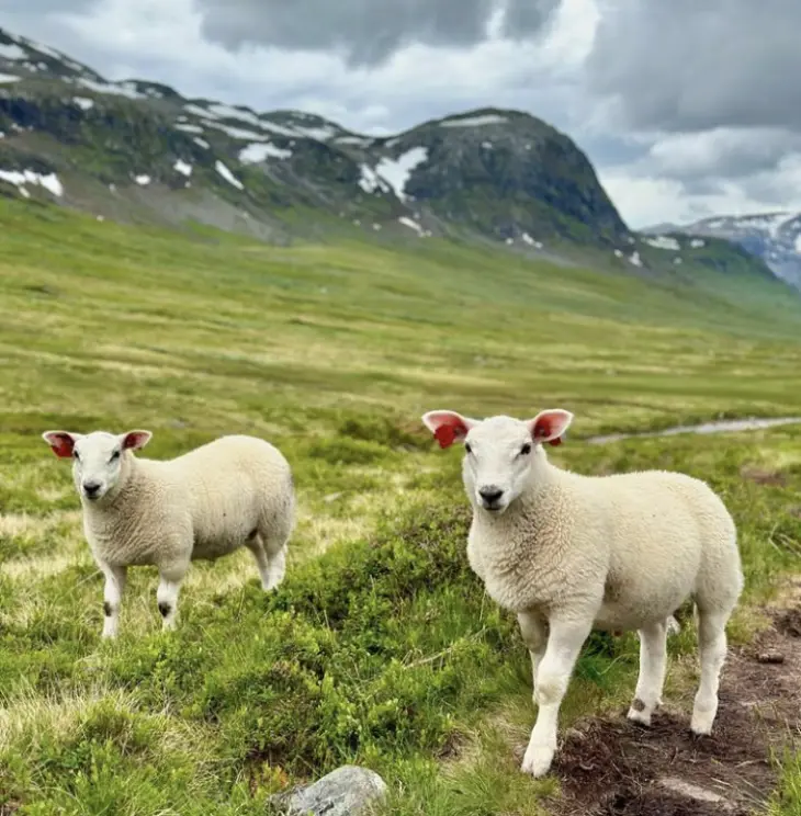 Sau og lam på beite i fjellet. Foto: Kari Mørkve Jordalen Sau og lam på beite i fjellet. Foto: Kari Mørkve Jordalen
