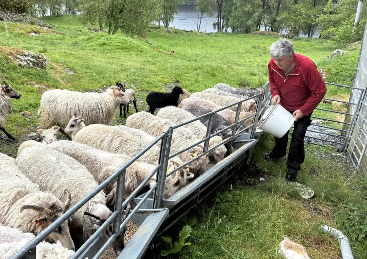 Ove har alltid med litt kraftfôr når han går tilsyn på villsaubeita. Foto: Finn Avdem Ove har alltid med litt kraftfôr når han går tilsyn på villsaubeita. Foto: Finn Avdem