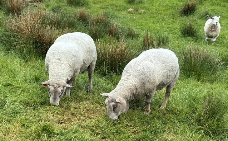 Kjøttvêrar til bruksdyrkryssing blanding NKS og Charolais. Foto: Finn Avdem