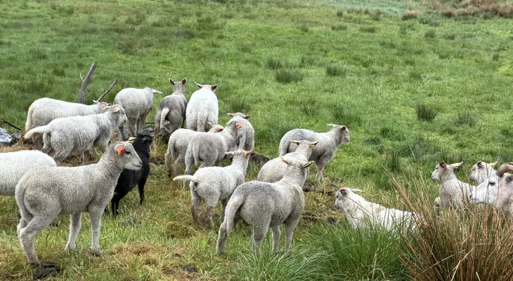 Krysningslam Villsau, Charolais og NKS. Foto: Finn Avdem