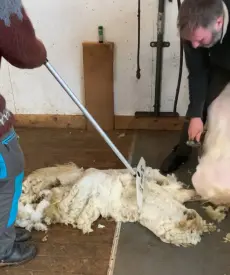 Ullsortering bilde 3