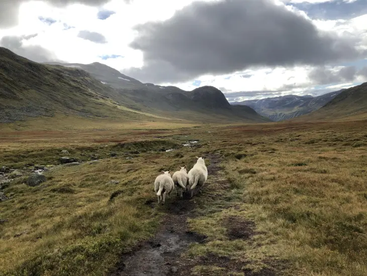Lam i fjellet. Foto: Kari Mørkve Jordalen