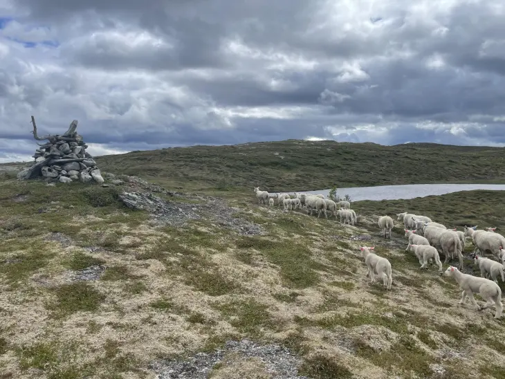 Lam i fjellet
