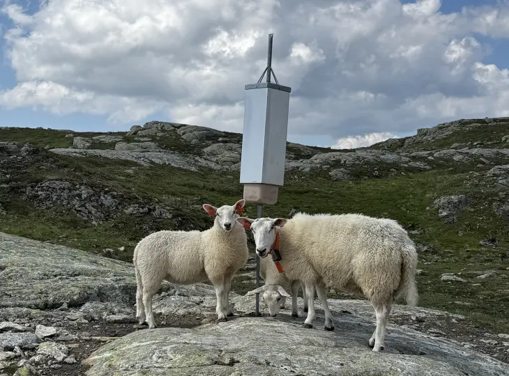 Sau og lam ved saltstein i fjellet. Foto: Martin Gløersen