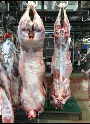 Bilde av lam, et godt og et dårlig slakt