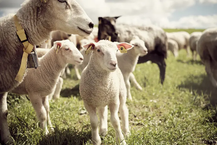 Sau og lam på beite. Foto: MSD Animal Health Norge - Technology Solutions (OSID)