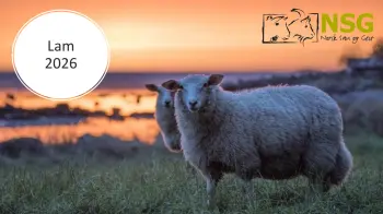 Kjøp av avlsvær hva kan avlssbesetningene i NSG tilby, Avlsrådet, pdf. 3 MB