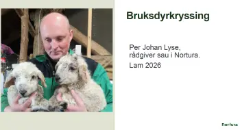 Driftsopplegg og økonomi med bruksdyrkryssing på sau Per Johan Lyse, pdf. 2 MB