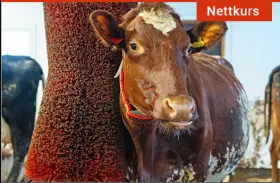 Reinere storfe - gratis nettkurs