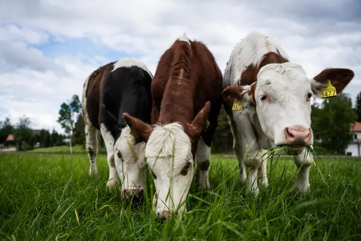Kalver på beite. Foto: John Trygve Tollefsen, Nortura