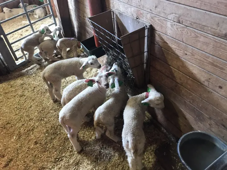 Overskotslam vil gjerne ha litt fint grovfôr. Foto: Finn Avdem